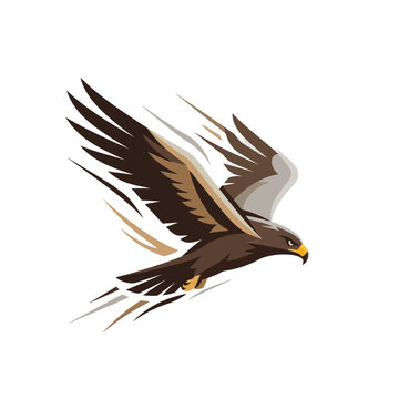 Predatory eagle diving with wings spread in rapid flight.