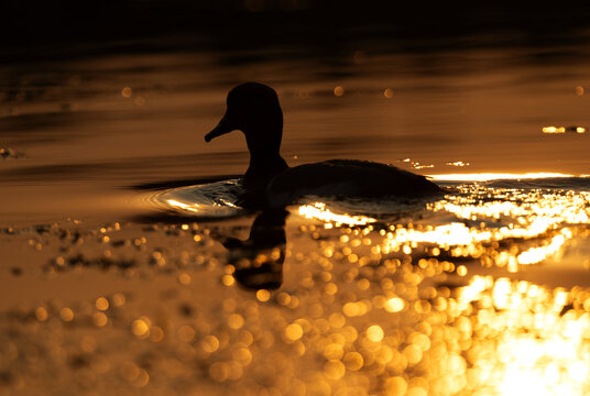 Silhouette of Red-crested pochard and bokeh of light at Purbasthali oxbow lake, India