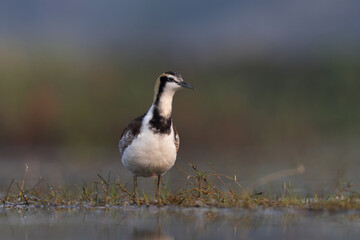 Fototapeta premium Pheasant-tailed jacana at Purbasthali oxbow lake, India