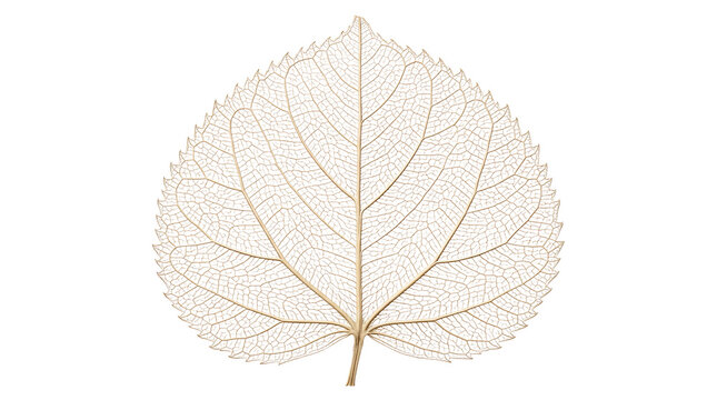 Close-up of a detailed leaf with intricate vein structure and transparent background