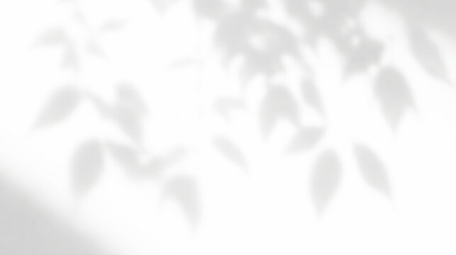 Transparent PNG of realistic shadow of leaves on surface with natural light effect overlay isolated on transparent background for minimalist design and modern interior presentation window wall summer