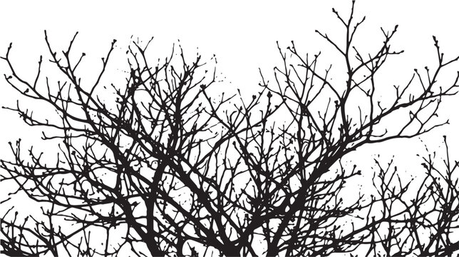 Intricate silhouette of bare tree branches reaching upwards against a stark white backdrop, showcasing the delicate and complex network of nature's winter dormancy for various design applications