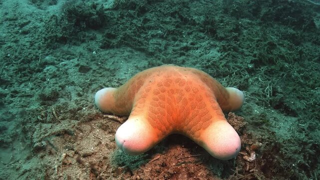 Close underwater view of a cushion star - Choriaster granulatus - moving slowly across a reef habitat in warm Indo-Pacific waters. 