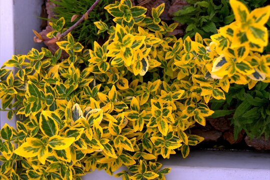 A background of dense leaves of Euonymus fortunei Emerald and Gold in a city flowerbed