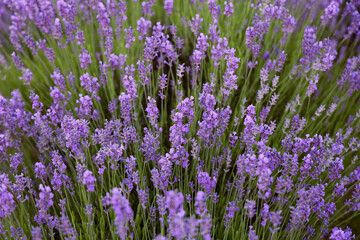 Fototapeta premium Top aerial drone view over close up closeup blooming light Blue Purple violet lavender flowers field and meadow. Top view of a bouquet of purple lavender flowers on a lawn background.