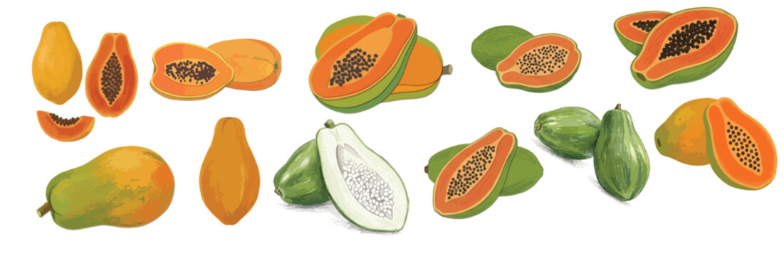 Fresh ripe and green papaya clipart set vector illustration, hand drawn watercolor style whole and sliced pawpaw fruits with seeds isolated on white background.