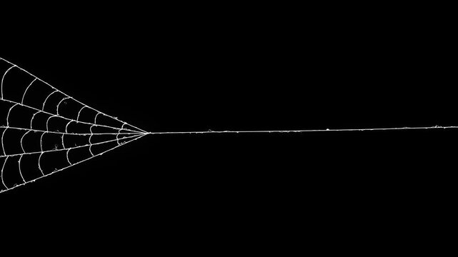 Animated spider web expansion effect with flexible elastic strands, realistic cobweb structure forming and pulsing on black screen, Halloween horror VFX overlay, ultra HD 4k seamless motion graphic