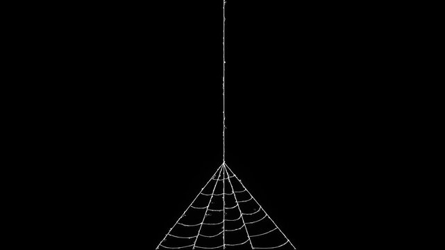 Spider web rapidly stretching and contracting its elastic threads, isolated on black screen, dynamic tension motion design, seamless VFX element, ultra HD 4k video