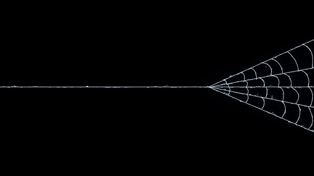 Spider web rapidly stretching and contracting its elastic threads, isolated on black screen, dynamic tension motion design, seamless VFX element, ultra HD 4k video