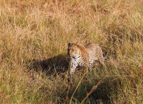 Leopard stalking through tall savanna grass on safari