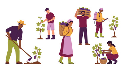 Vineyard harvesting vector set. Cartoon farmers gathering grapes, cultivating soil, spraying vines, carrying fruit baskets, wooden boxes. © Mahamuda Studio 