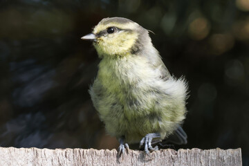 Blue Tit Juvenile On Fence - 241F5554 © Hizglebe