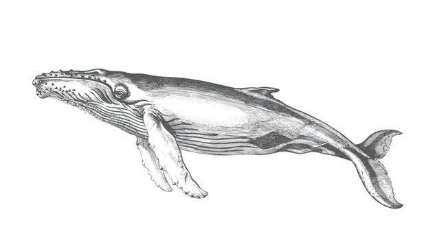 Traditional engraved humpback whale with elegant swimming posture