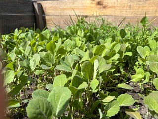 Plants sprout in a garden bed during the day in springtime