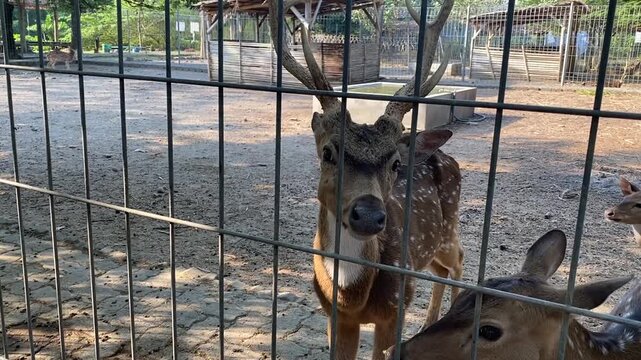 Majestic Deer: King of the Zoo