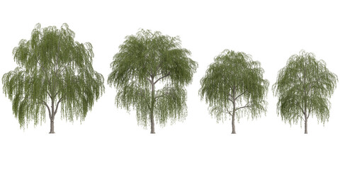 Set of Salix plants isolated on white background © Saifstock