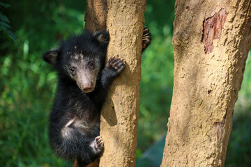 Young Sloth Bear Cub Climbing Tree in Tropical Forest, Sri Lanka © nilantha