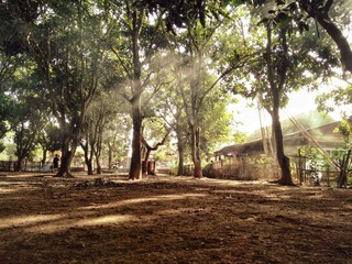 Beautiful sunbeams streaming through dense trees in a serene village setting. Warm golden light illuminates the forest floor, capturing the calm beauty of nature and the magic of an early tropical mor © Ditra
