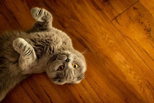 Gray Scottish Fold cat lying upside down on a wooden floor with copy space