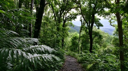 Fototapeta premium A tranquil walk through a verdant rainforest overlooking endless vistas with dancing shadows