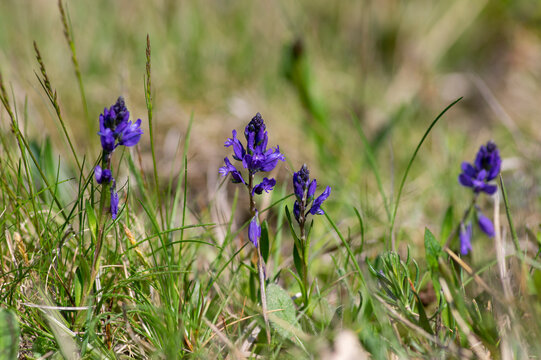Polygala vulgaris purple milkwort wildflower in meadow macro detail