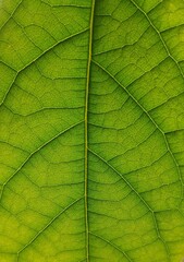 Close up of fresh green leaf texture with veins pattern © Anja