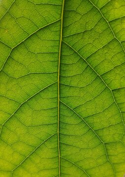 Close up of fresh green leaf texture with veins pattern