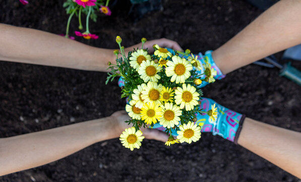 People planting yellow daisy flowers in garden soi