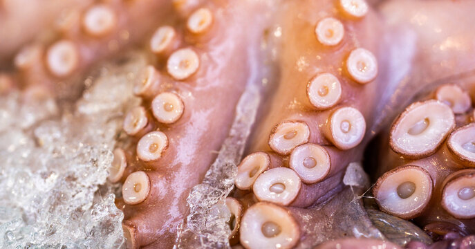 Whole octopus on ice. Whole seafood closeup. Fresh whole octopus. Raw whole octopus tentacles.