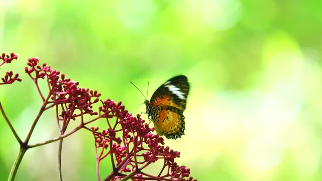 Close-up of a butterfly feeding on a small wildflower, showing delicate wings and fine details against a soft green background, capturing calm natural behavior and vibrant outdoor life.