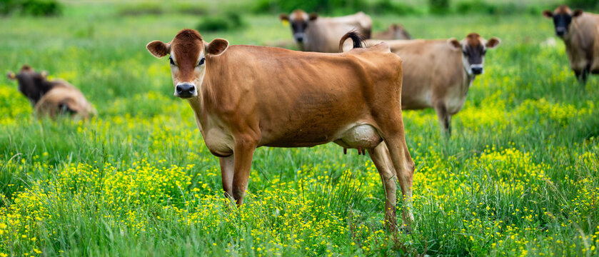 Livestock grazes in meadow grassland. Livestock supports farm agriculture. Dairy livestock fits rural pasture. Jersey livestock grows outdoors.
