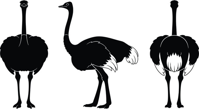 Set of black silhouette illustrations showing an ostrich from front side and back view