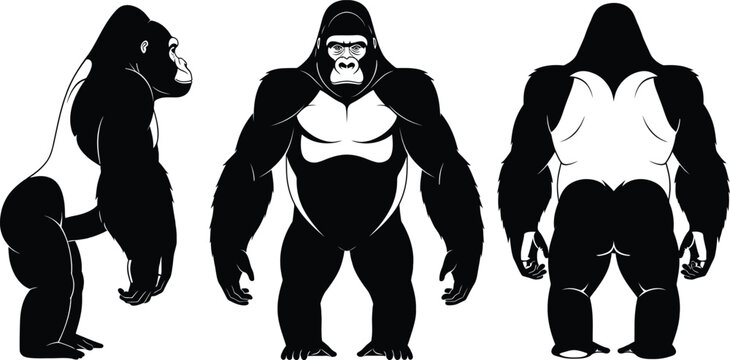 Black and white illustration of a silverback gorilla in front and side profile views