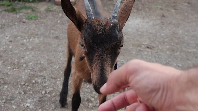Close up of a curious brown baby goat looking at a human hand and turning its head outdoors on a rural gravel road. Cute domestic farm animal in natural daylight.