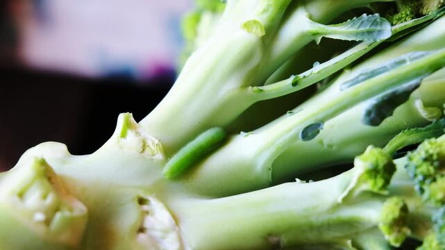 Green caterpillar on a broccoli stalk. Close-up view of eco-food with pests on the plant. Fresh vegetable with natural elements.