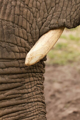 close up of an elephant (elephant tusk) © Klimczak-Krajewska