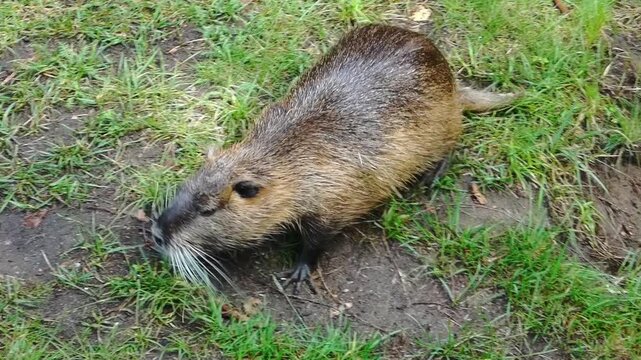 A large rodent is seen foraging in a grassy area. The animal moves slowly while searching for food. It pauses frequently to nibble on the grass and examine its surroundings. Sunlight shines on the sce
