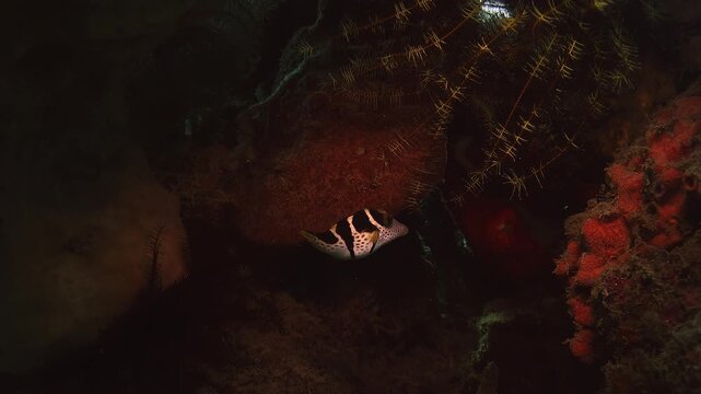 Black saddled toby (Canthigaster valentini) emerging from a coral crevice and looking directly toward the camera. Tropical reef habitat.