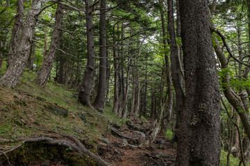 Fototapeta premium Abies veitchii, Veitch's fir or Veitch's silver-fir. Pinaceae, pine family. Mount Fuji Fujinomiya 5th Station, Shizuoka Prefecture, Japan. Mt. Fuji Natural Recreation Forest Hiking Course. 