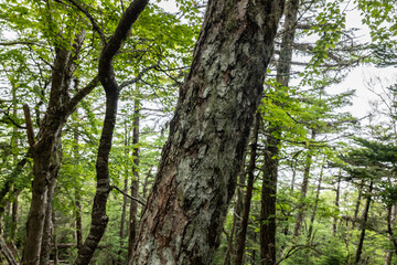 Fototapeta premium Larix kaempferi, Japanese larch or karamatsu. The Pinaceae, or pine family. Mount Fuji Fujinomiya 5th Station, Shizuoka Prefecture, Japan. Mt. Fuji Natural Recreation Forest Hiking Course. 