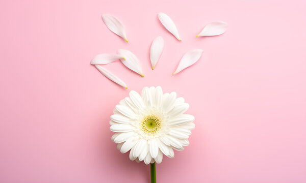 Beautiful white gerbera daisy with delicate petals falling on a vibrant pink background, creating a serene and minimalist floral composition.