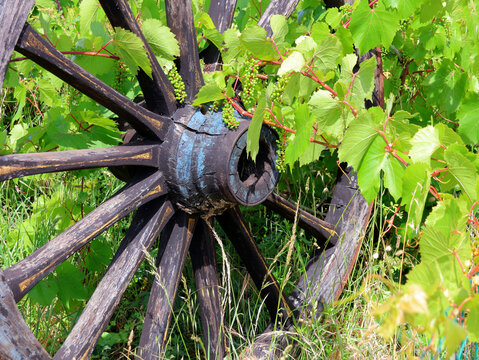 Roue de charrue et vigne