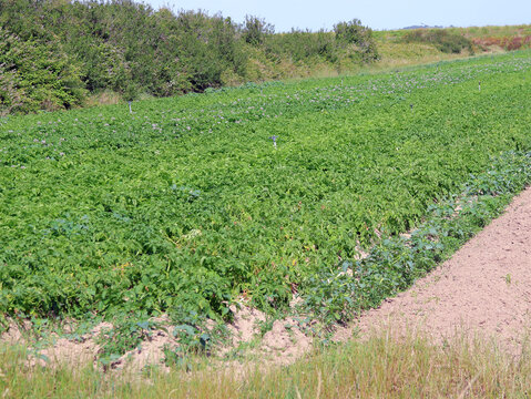 Champ de pommes de terre de Noirmoutier