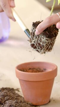 Vertical video: Starting with terracotta pot on bench, hands placing root ball into soil to repot