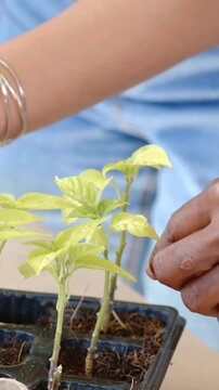 Vertical video: Hands reaching, pair potting seedling at table with tray, soil, silver bangles