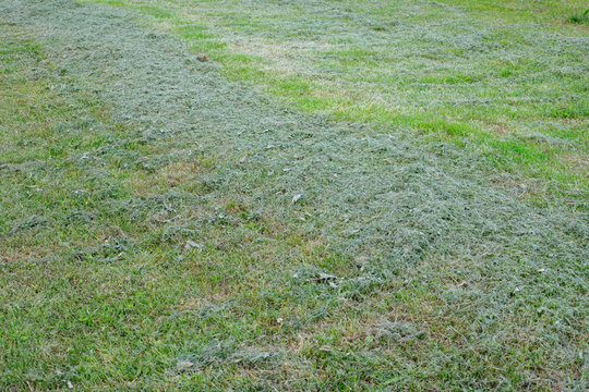 Mown grass swaths on backyard lawn texture, green garden meadow field after mowing maintenance service close up