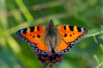 Naklejka premium Nymphalidae / Aglais / Small Tortoiseshell / Aglais urticae