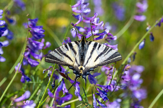 Papilionidae / Erik Kırlangı&ccedil;kuyruğu / Scarce Swallowtail / Iphiclides podalirius