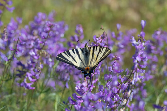 Papilionidae / Erik Kırlangı&ccedil;kuyruğu / Scarce Swallowtail / Iphiclides podalirius