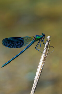 dragonfly on a branch